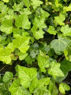 20x Bluszcz Hedera Helix zimozielony pnący 20 sztuk DUŻE SADZONKI !!!