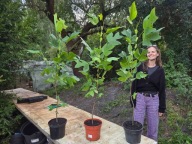 tulipanowiec amerykański 90-100cm