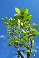 Laurowiśnia szczepiona buk lipa dąb kasztan inna