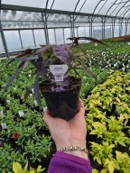 Ipomea liść, wilec, Illusion Midnight Lace