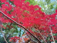 Klon palmowy czerwony pagodowy szczepiony okaz 12 letni inny