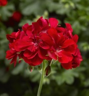 Pelargonia peltatum Temprano Bright Red ZWISAJĄCA PEŁNA