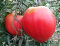 Pomidor Pudovik malinowe serce plenne rosyjskie nasiona kolekcjonerskie