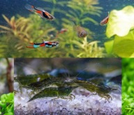 Gupiki Endlera standard 10szt krewetki zielone 10szt