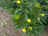 Wiesiołek Nasiona Naturalne 1g