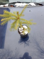 ŚWIERK POSPOLITY SADZONKI ŚWIERKA ŚWIERK 30-35cm