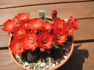 Kaktus ,Rebutia, Mediolobivia yuncharasensis LF 375