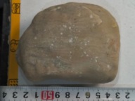 Skamieniały koralowiec osad z dna dawnego oceanu