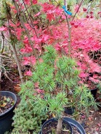 Sosna górska Sudecka karłowa 10 letnia jodła cyprys świerk daglezja inna