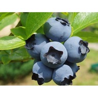 Borówka amerykańska DUKE wczesna ceniona odmiana