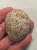 Skamieniałe koralowce algi glony