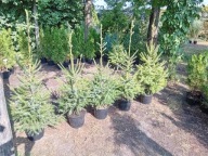 Świerk serbski 110-120cm