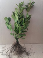 Laurowiśnia NOVITA MROZOODPORNA SZYPKOROSNĄCA odmiana 30-50 cm