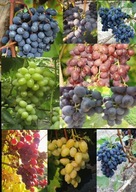 WINOROŚL Sadzonki winogron-Zestaw 7 wspaniałych odmian na nasz klimat