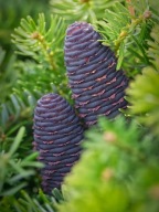 ZŁOCISTA ODMIAN Jodła koreańska 'Aurea' Abies koreana