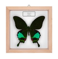 Motyl w gablotce Papilio karna