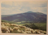 Wypas owiec w Bieszczadach