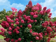 Hortensja bukietowa 'Diamant Rouge'