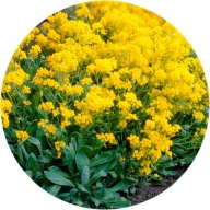 Kocanka włoska Maggi 1,5 L