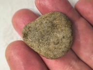 Skamieniałe koralowce algi glony agaty muszlowe