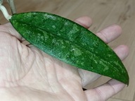 Hoya Hoja FINLAYSONII (odmiana nieznana) cięta