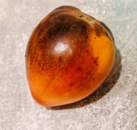 Pomidor Strawberry Sgt. Pepper Amber Bicolor (458) nasiona kolekcjonerskie