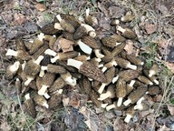 Smardze stożkowate suszone morchella conica 100g, ATEST! EKO VEGE FORAGING