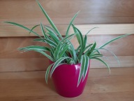 Zielistka zielistek Chlorophytum jak trawa gęste kępy oczyszcza powietrze