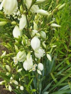 Juka ogrodowa ( Karolińska)