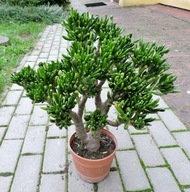Drzewko szczęścia GRUBOSZ Crassula ovata - HOBBIT -