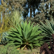 Agave gentryi – 10 nasion! Mrozoodporna agawa do –15°C + instrukcja