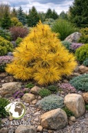 ZŁOTA PIĘKNOŚĆ Sosna żółta 'Jaune' Pinus ponderosa