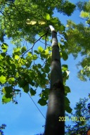 Wiąz Ozi zwisajacy szczepiony pendula brzoza inny