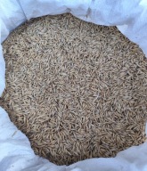 Owies 10 kg prosto od rolnika odwiany grube nasiona do siewu lub karma PL