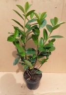 LAUROWIŚNIA Wschodnia NOVITA 40-60 cm ROZKRZEWIONA PIĘKNA doniczka