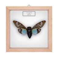 Cykada w gablotce Tosena splendida