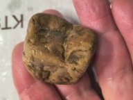 Skamieliny minerały koralowce