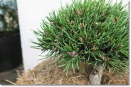 Pinus mugo 'Eso' - Duża !!! !!! !!!