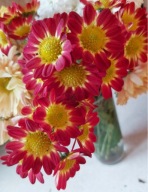 CHRYZANTEMA ZIMUJĄCA ## MESZAGRI ##### ODMIANA KŁĄCZOWA