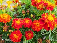 Aksamitka rozpierzchła nasiona