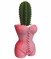 Doniczka Gorset Sukulenty małe roślinki czerwono biały gradient nowoczesna