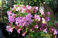 Weigella mini szczepiony azalia grab irga inna