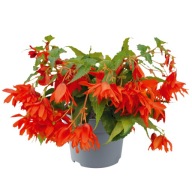 Begonia ZWISAJĄCA hybrida FUNKY ORANGE