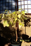 Dereń Szagii mini szczepiony karłowy inny