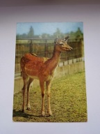 ZOO w Chorzowie Śląski Ogród Zoologiczny - daniel - pocztówka z 1971