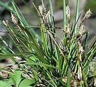 Turzyca palczasta Digitata P9