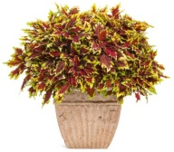 Koleus Coleus ROYALE APPLE BRANDY