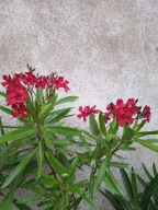 Nerium Oleander pojedynczy czerwony NICHOLAS młoda ukorzeniona sadzonka
