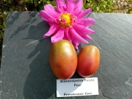 Pomidor Brandywine Purple Pear bardzo smaczny nasiona kolekcjonerskie