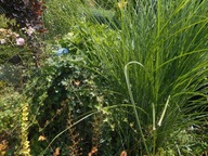 MISKANT CHIŃSKI sadzonki 4 szt różne rodzaje